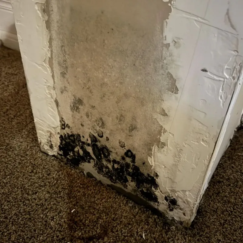 Professional Mold Removal in Andover, KS